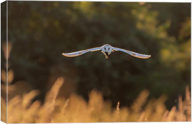 Barn owl in flight with mouse Canvas Print by Andrew Scott