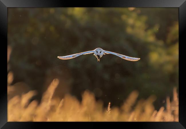 Barn owl in flight with mouse Framed Print by Andrew Scott
