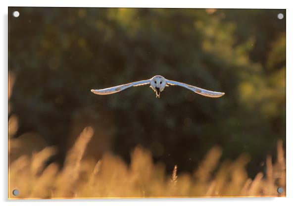 Barn owl in flight with mouse Acrylic by Andrew Scott
