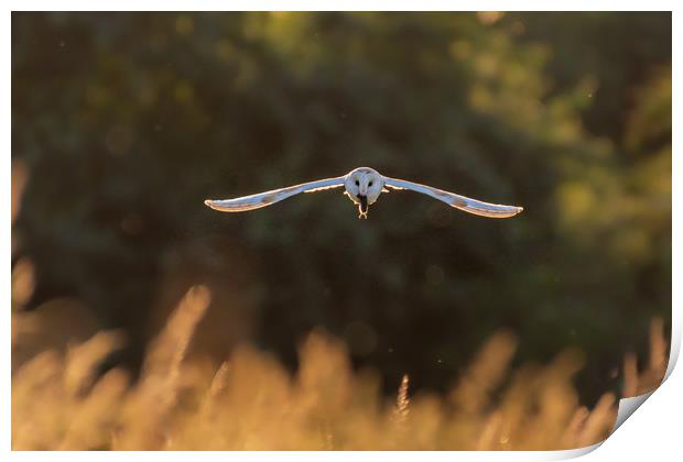 Barn owl in flight with mouse Print by Andrew Scott