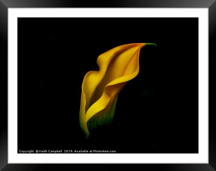Yellow Lily Framed Mounted Print by Keith Campbell