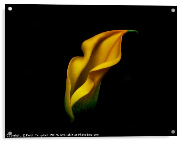 Yellow Lily Acrylic by Keith Campbell