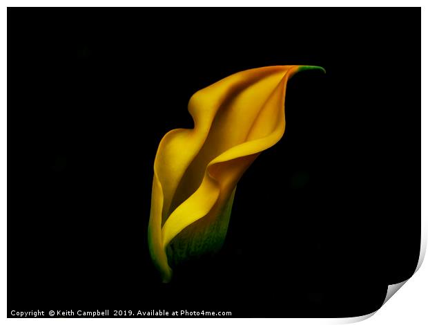 Yellow Lily Print by Keith Campbell