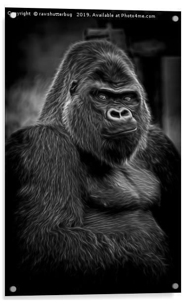 Impressive Silverback Acrylic by rawshutterbug 