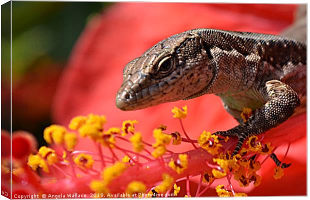 A wall lizard on the stamen of the hibiscus flower Canvas Print by Angela Wallace