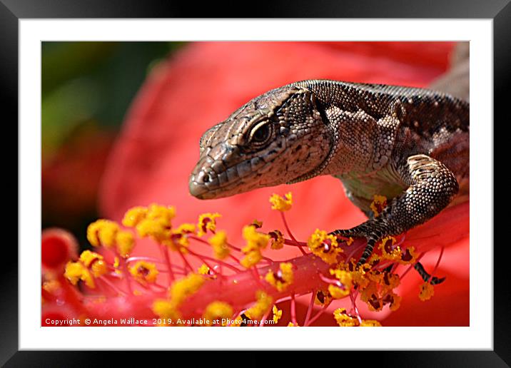 A wall lizard on the stamen of the hibiscus flower Framed Mounted Print by Angela Wallace