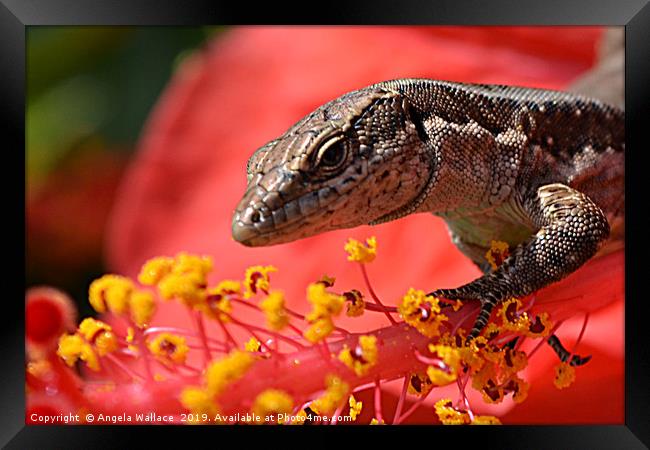A wall lizard on the stamen of the hibiscus flower Framed Print by Angela Wallace