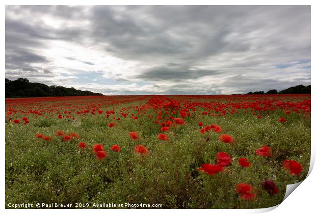 A sea of Red Poppies Print by Paul Brewer