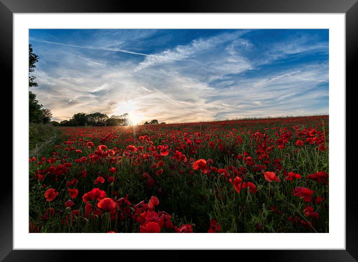 Poppies Framed Mounted Print by Charlotte Moon