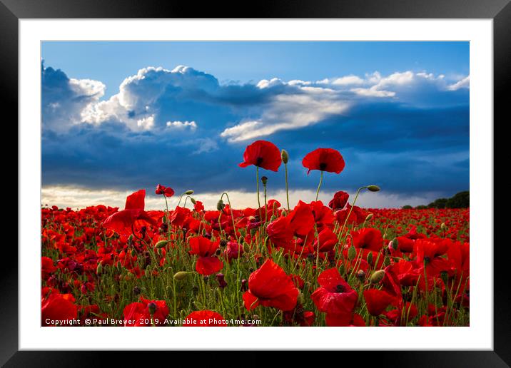 Sea of Poppies  Framed Mounted Print by Paul Brewer