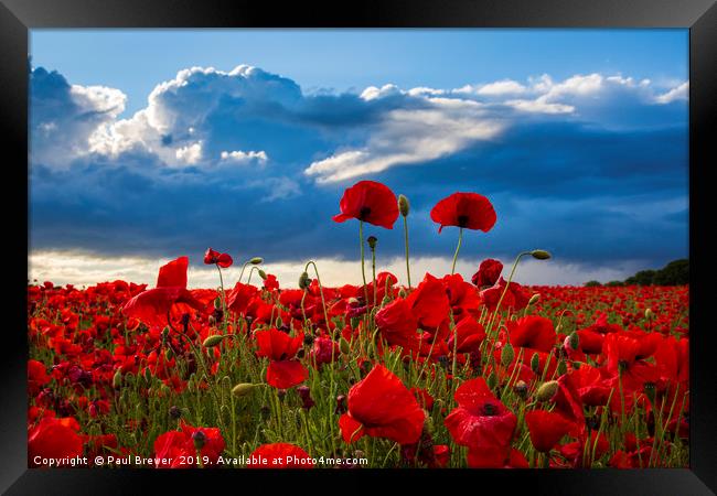 Sea of Poppies  Framed Print by Paul Brewer