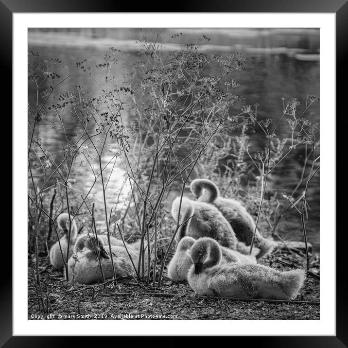 London Cygnets Framed Mounted Print by mark Smith