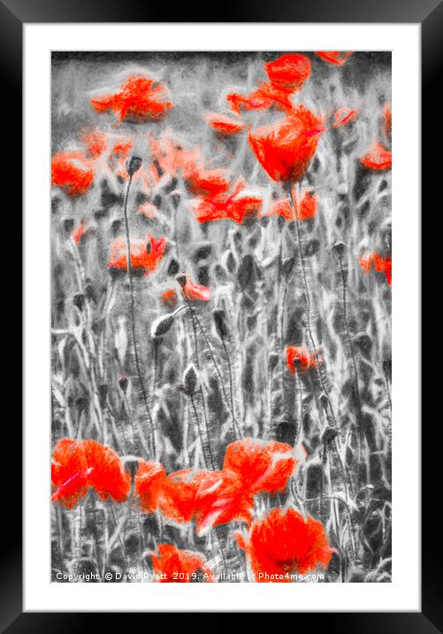 Poppys In Monochrome Framed Mounted Print by David Pyatt