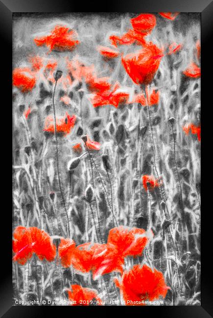Poppys In Monochrome Framed Print by David Pyatt