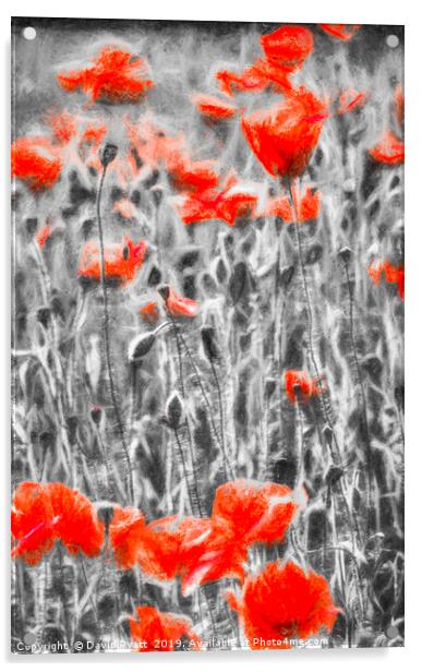 Poppys In Monochrome Acrylic by David Pyatt