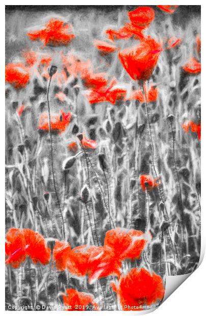 Poppys In Monochrome Print by David Pyatt