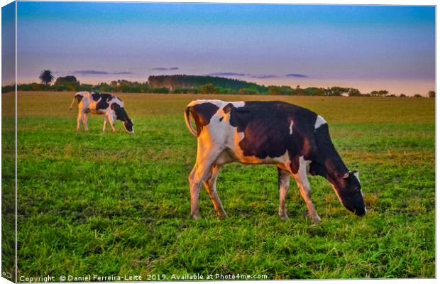 Cows Eating at Rural Environment, San Jose - Urugu Canvas Print by Daniel Ferreira-Leite