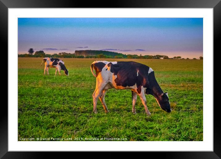 Cows Eating at Rural Environment, San Jose - Urugu Framed Mounted Print by Daniel Ferreira-Leite