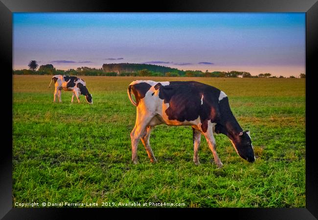 Cows Eating at Rural Environment, San Jose - Urugu Framed Print by Daniel Ferreira-Leite