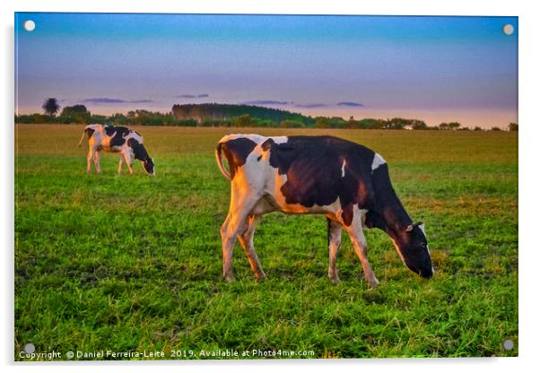 Cows Eating at Rural Environment, San Jose - Urugu Acrylic by Daniel Ferreira-Leite