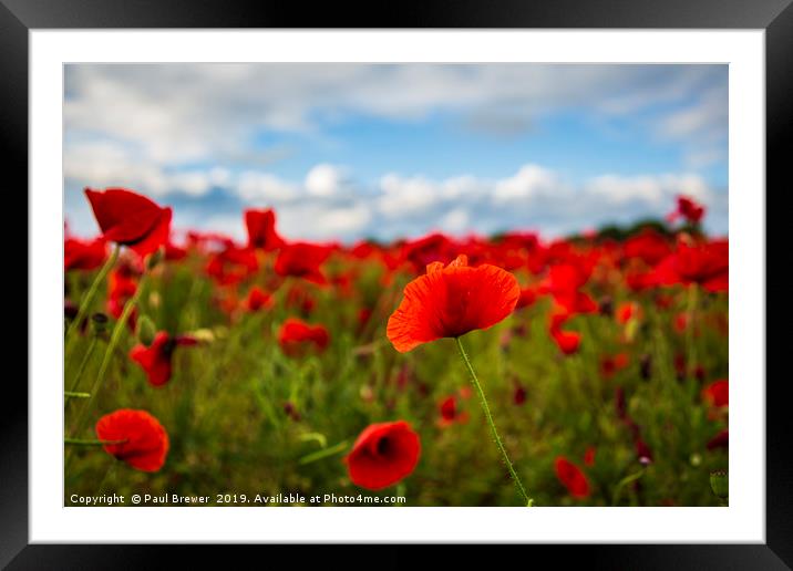 Sea of Poppies  Framed Mounted Print by Paul Brewer