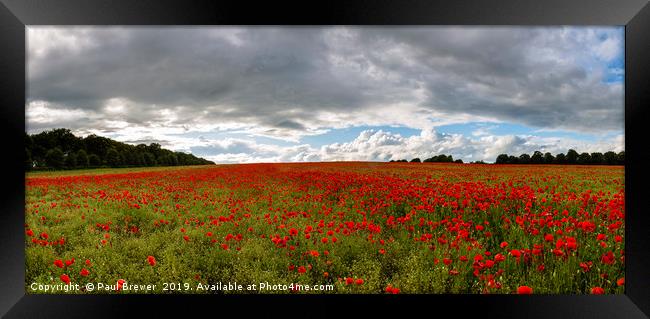 A Sea of Poppies  Framed Print by Paul Brewer
