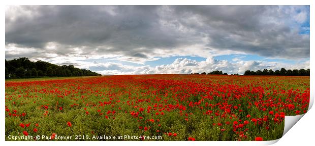 A Sea of Poppies  Print by Paul Brewer
