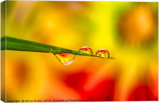 Flower In Water Droplet Canvas Print by Adrian Evans