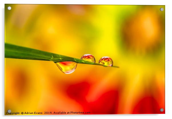 Flower In Water Droplet Acrylic by Adrian Evans
