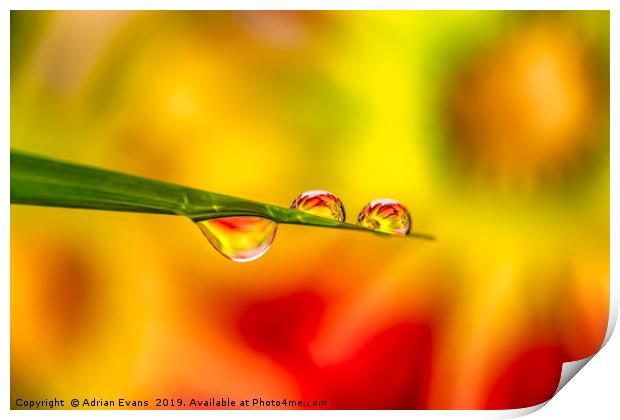 Flower In Water Droplet Print by Adrian Evans