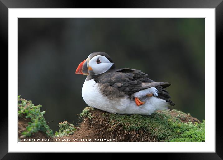 Life on the edge Framed Mounted Print by Dave Burden