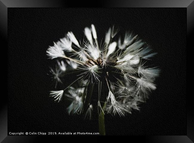 Soft focus dandelion Framed Print by Colin Chipp
