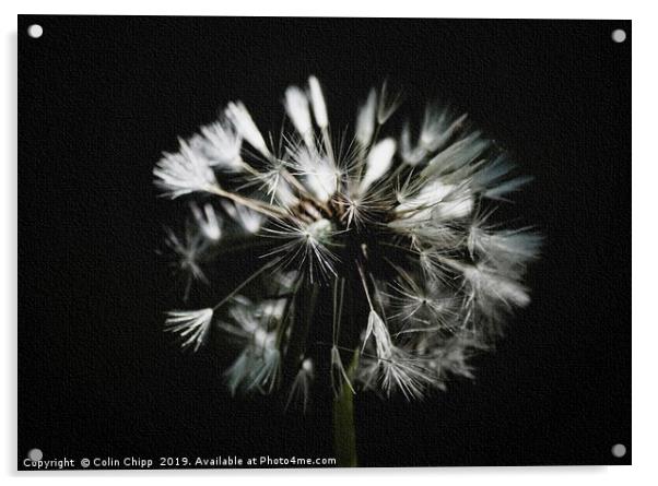 Soft focus dandelion Acrylic by Colin Chipp