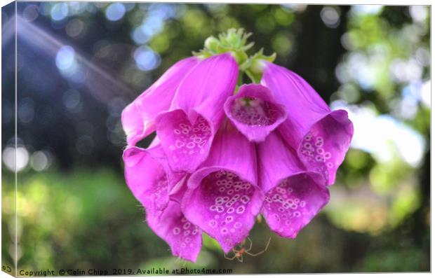 Foxglove and spider Canvas Print by Colin Chipp