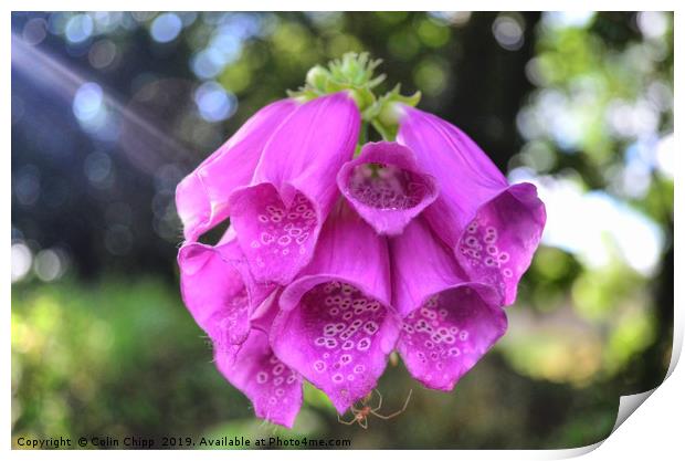 Foxglove and spider Print by Colin Chipp