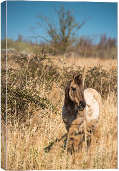 Konik ponies on the banks of Burwell Lode Canvas Print by Andrew Michael