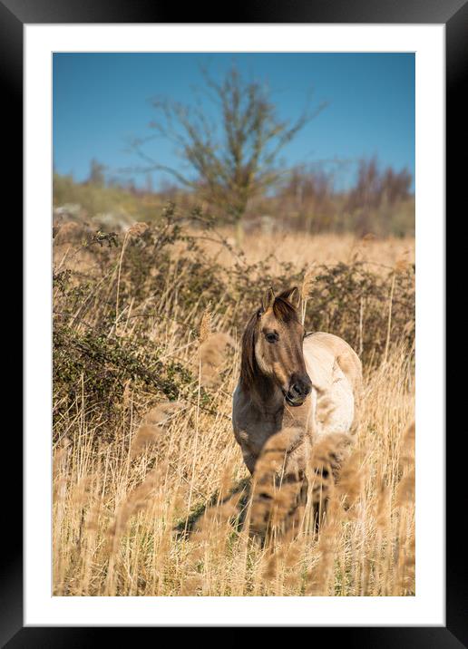 Konik ponies on the banks of Burwell Lode Framed Mounted Print by Andrew Michael