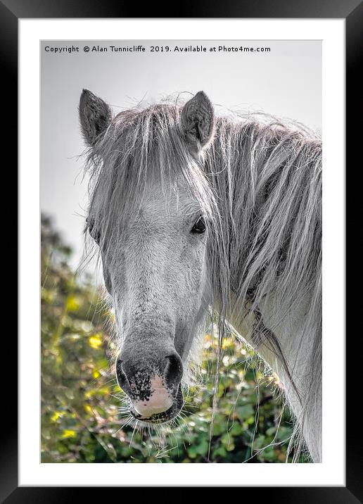 Close up horse head Framed Mounted Print by Alan Tunnicliffe