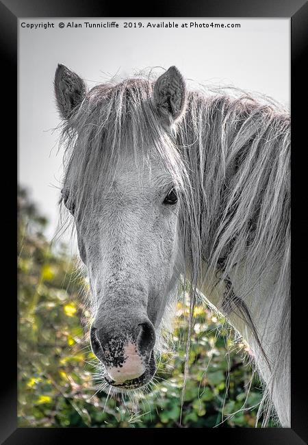 Close up horse head Framed Print by Alan Tunnicliffe