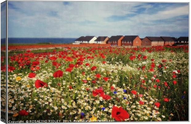"Poppies at the seaside" Canvas Print by ROS RIDLEY
