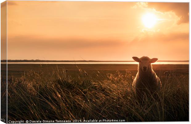 Young sheep in tall grass at sunrise Canvas Print by Daniela Simona Temneanu