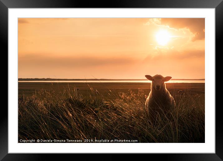 Young sheep in tall grass at sunrise Framed Mounted Print by Daniela Simona Temneanu