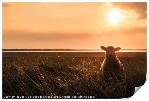 Young sheep in tall grass at sunrise Print by Daniela Simona Temneanu