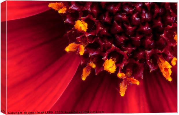 Red Dahlia flower in extreme macro Canvas Print by Simon Bratt LRPS