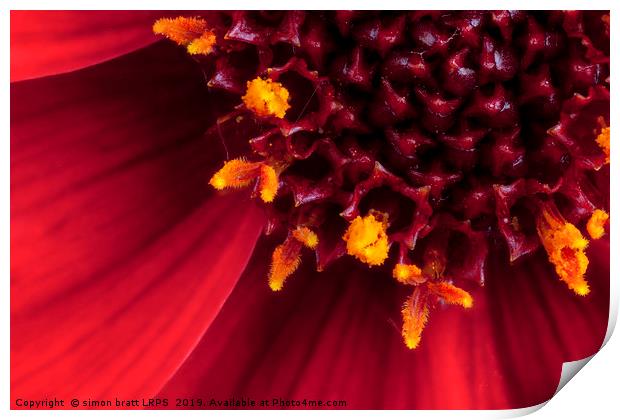 Red Dahlia flower in extreme macro Print by Simon Bratt LRPS
