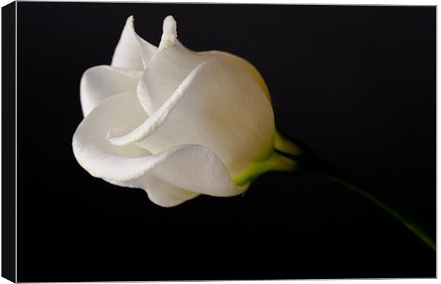 White Rose on Black Canvas Print by Dianne 