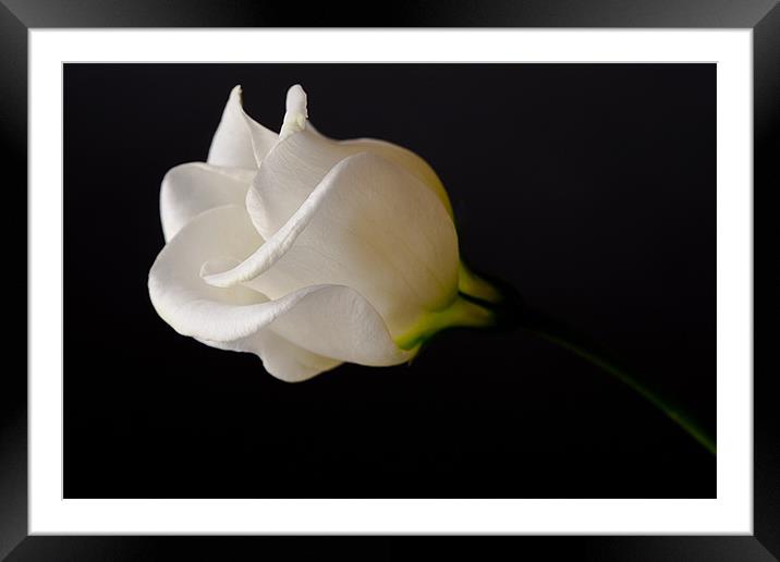 White Rose on Black Framed Mounted Print by Dianne 