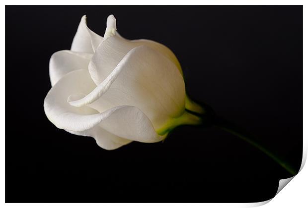 White Rose on Black Print by Dianne 