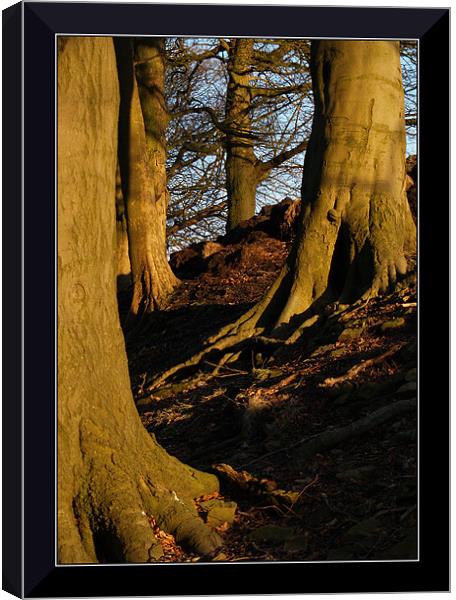 The legs of nature Canvas Print by Craig Coleran