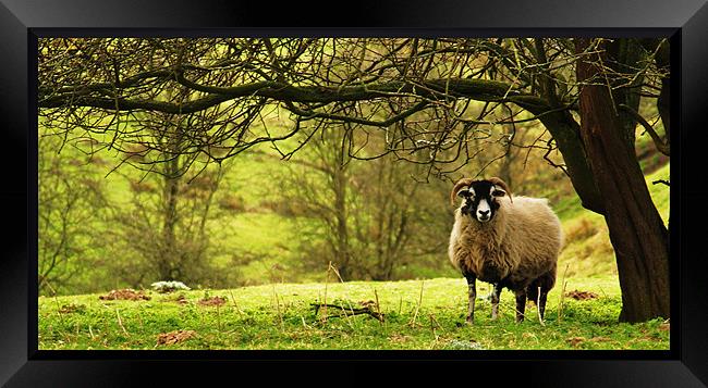 Lonesome ewe Framed Print by Craig Coleran